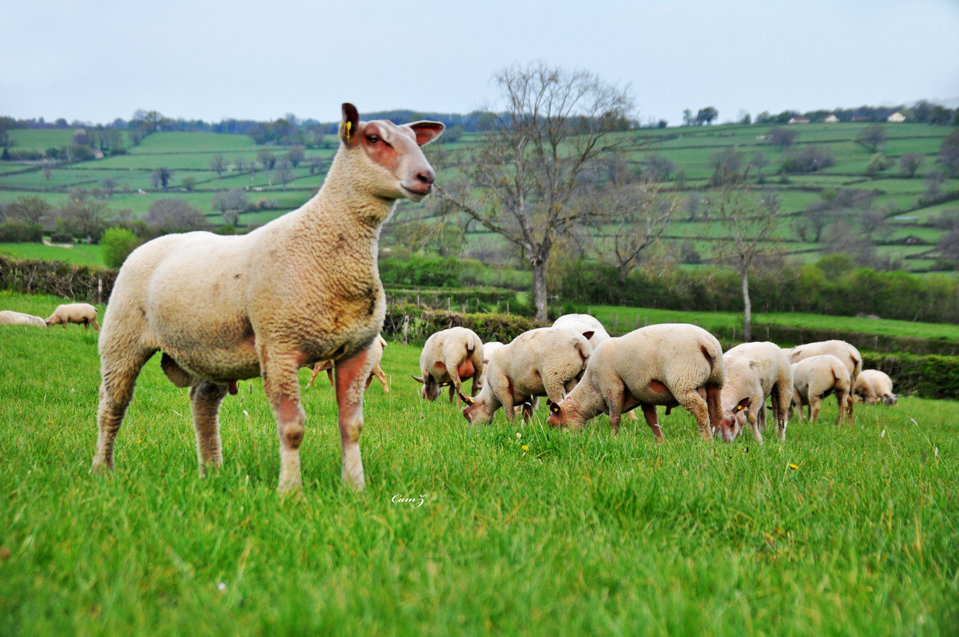 A generic square placeholder image with rounded corners in a figure.